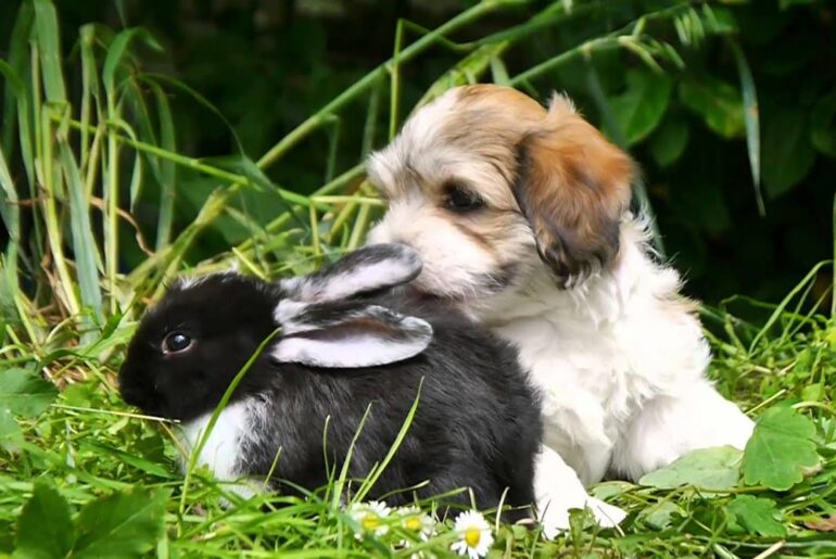 havanese puppies meet cute little rabbits - Havaneser liebt Kaninchen