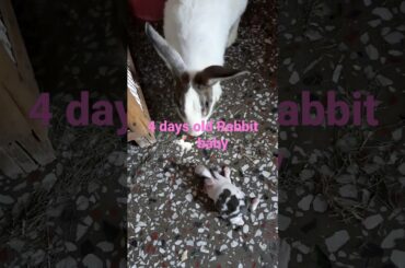 Cute rabbit videos  #shorts