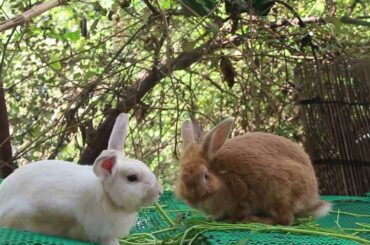 Cute Rabbit Judy Loves Eating Broccoli For Food So Relaxing Sound - Cute Rabbit Eating ASMR