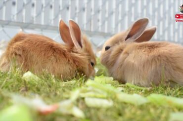 Rabbit Cute Baby Funny animal videos