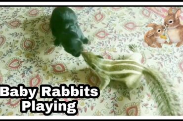 Cute baby rabbit & squirrel playing || Hunny Bunny