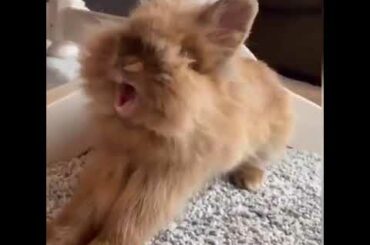 Cute Baby Rabbit || Baby Bunny || Rabbit Status #shorts