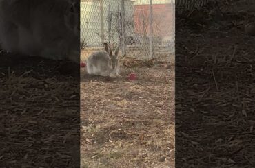 Cute baby bunny