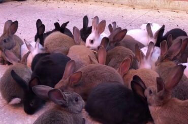 Funny And Cute Baby Bunny - Happy Rabbit Videos