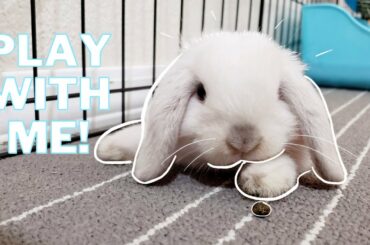 Cutest Baby Bunny Wanting To Play