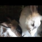 Cute rabbit taking her bath                         #trending #recommended #youtube #bunnies #rabbit