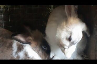 Cute rabbit taking her bath                         #trending #recommended #youtube #bunnies #rabbit