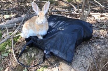 A cute rabbit stole my bag! [Bunny Island in Japan]
