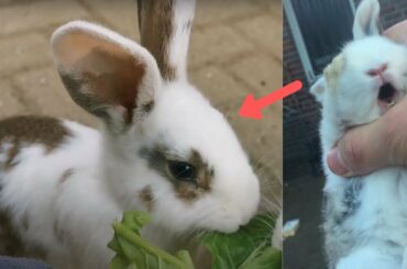 Cute baby bunnies update /Cute Baby rabbit scream/people says screaming bunny is dead?