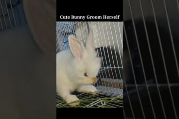 Cute Bunny Groom Herself #shorts