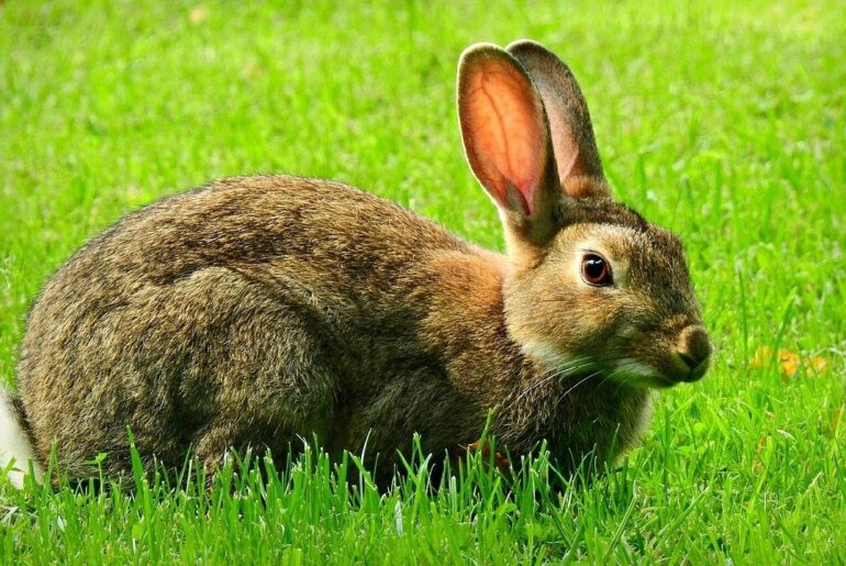 Rabbits Video 2021 | Cute Animals Compilation 2020 |  Pet Animals | Cute Bunny Rabbits Video