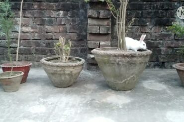 Cute Bunny's PLAYTIME Before Sunset!