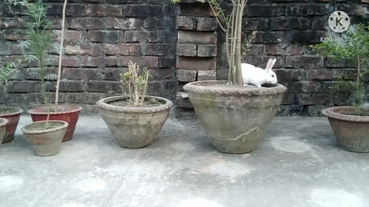 Cute Bunny's PLAYTIME Before Sunset!