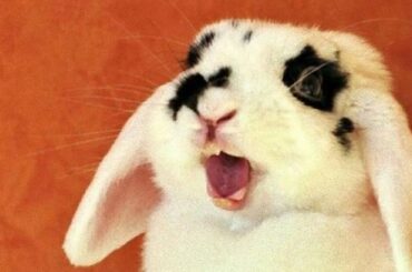 Bunny Sounds - Rabbit Noises