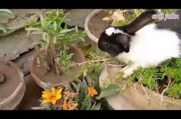 beautiful view with cute bunny || #short