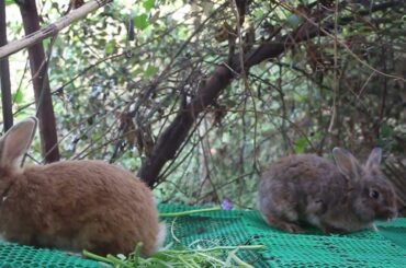 My Lovely Bunny Loves Eating Strawberry and Carrot For Food - Cute Bunny Rabbit Eating Sound ASMR