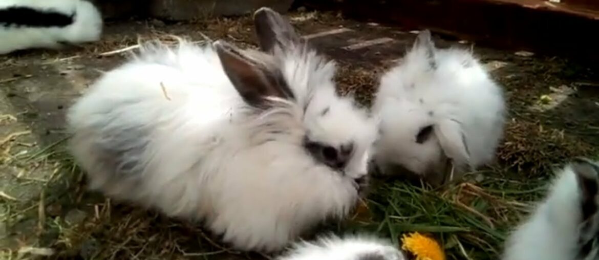 Cute Rabbit and Bunny Like Fresh Grass. Rabbit and Bunny