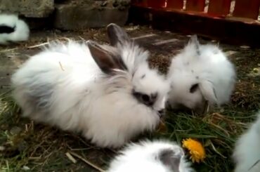 Cute Rabbit and Bunny Like Fresh Grass. Rabbit and Bunny