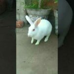 Rabbit playing in morning| Cute Rabbit Hunny D Bunny| #rabbit #bunnies #shorts