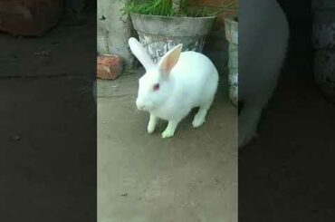 Rabbit playing in morning| Cute Rabbit Hunny D Bunny| #rabbit #bunnies #shorts