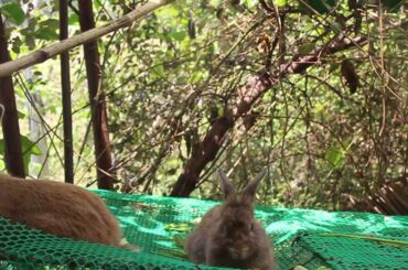 Cute Bunny Rabbit Love Playing and Eating Relaxing Sound Under The Tree - Rabbit Pet