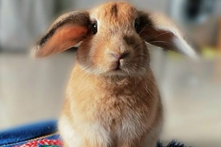Cute Baby Holland lop Bunnies | Cute Baby Rabbits | Rabbit Eating & Jumping
