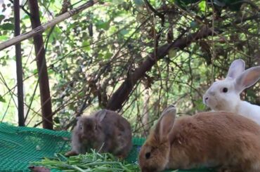My Bunny Abee Eating Carrot So Yummy For Lunch - Cute Bunny Rabbit Eating Sound ASMR - Rabbit Pet