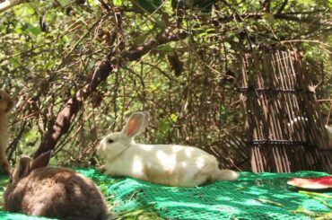 My Cute Bunny Michael Loves Eating Watermelon So Much - Cute Bunny Rabbit Eating Sound ASMR