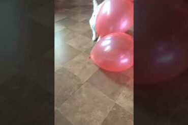 Bunny Vs Balloons | Cute Rabbit Hunny D Bunny| #HunnyDBunny #rabbits #bunnies #shorts