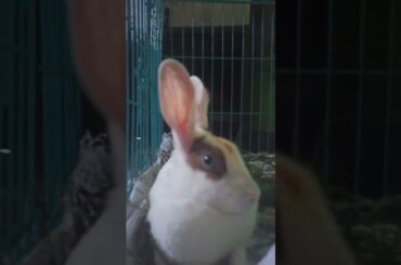 My Cute Rabbit | Pet Rabbit