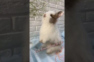 Cute Bunny #shorts