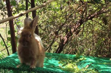 My Rabbit Lila Love Eating Cabbages For Her Daily Food - Cute Bunny Rabbit Eating Sound ASMR