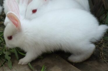 Cute Rabbit | #Shorts Video