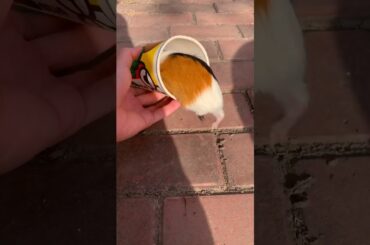 Funny and Cute Baby Rabbit Videos, Lovely Rabbit EP# 21