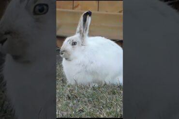 Cute Bunny Loves to Eat Grass while Filming #shorts