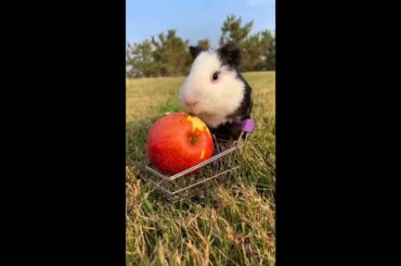 Funny and Cute Baby Rabbit Videos, Lovely Rabbit EP# 20