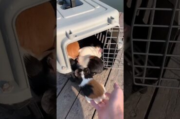 Funny and Cute Baby Rabbit Videos, Lovely Rabbit EP# 5