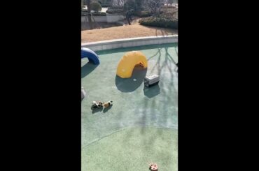 Funny and Cute Baby Rabbit Videos, Lovely Rabbit EP# 33