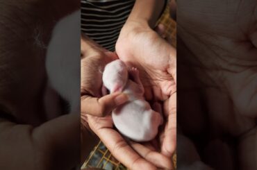 cute 2 days old bunny/cute bunny