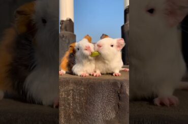 Funny and Cute Baby Rabbit Videos, Lovely Rabbit EP# 23