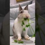 Funny Rabbit Eating And Cute Bunny Videos Compilation Of Rabbits 2021 #329