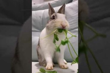 Funny Rabbit Eating And Cute Bunny Videos Compilation Of Rabbits 2021 #329