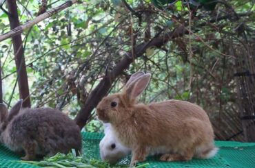 Rabbit Michael and Lila Love Eating Lettuce For Food - Cute Bunny Rabbit Eating Sound ASMR