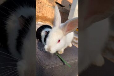 Funny and Cute Baby Rabbit Videos, Lovely Rabbit EP# 29