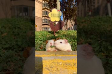 Funny and Cute Baby Rabbit Videos, Lovely Rabbit EP# 17