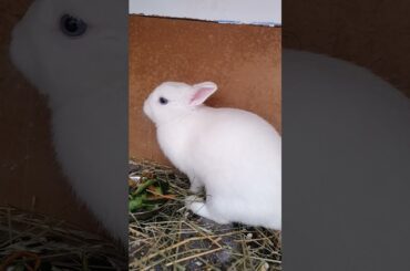 cute bunny