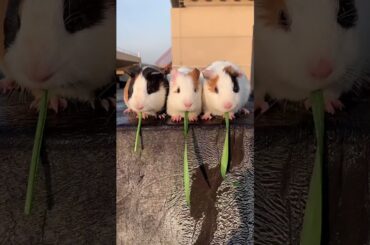 Funny and Cute Baby Rabbit Videos, Lovely Rabbit EP# 7