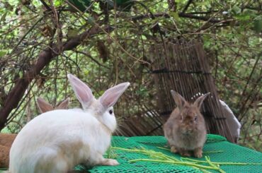 Cute Bunny Loves Eating Apple - Rabbit Eating Relaxing Sound - Cute Rabbit Eating ASMR