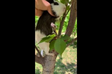 Funny and Cute Baby Rabbit Videos, Lovely Rabbit EP# 8