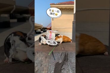 Funny and Cute Baby Rabbit Videos, Lovely Rabbit EP# 4